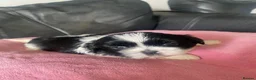 Shih Tzu dogs for sale: Pure breed Shih Tzu - Advert 11