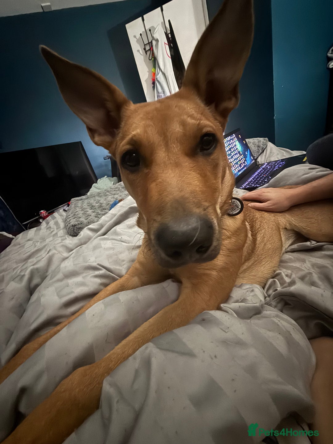 Mixed Breed dogs for sale: Ruby the German Shepherd X staffy pup - Advert 4