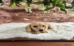 Dachshund dogs for sale: Tiny dachshund ready now! - Image 2