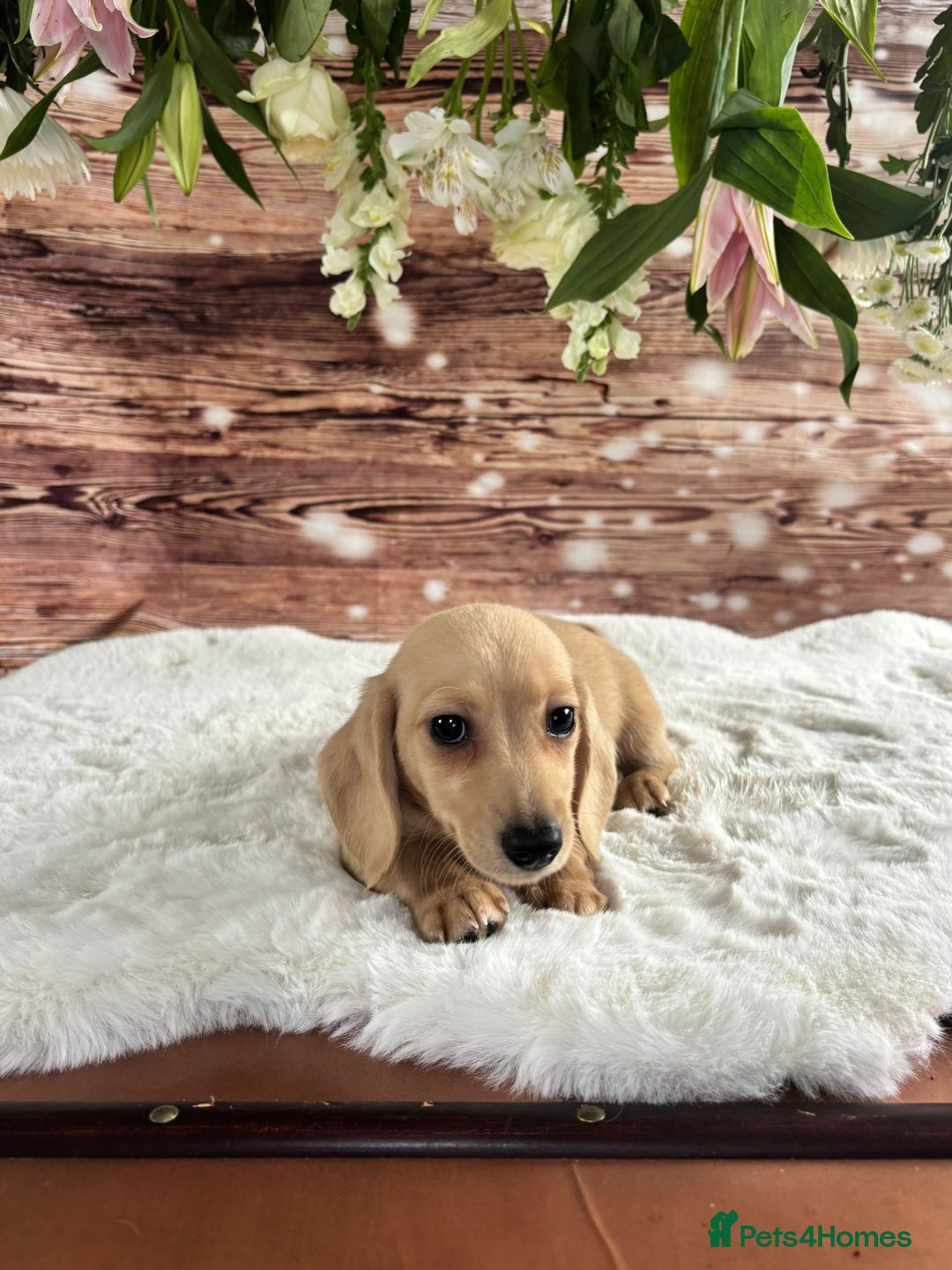 Dachshund dogs for sale: Tiny dachshund ready now! - Image 2