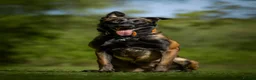 Belgian Shepherd Dog dogs for sale: FCI Female Family Protection Dog for Sale  - Advert 1