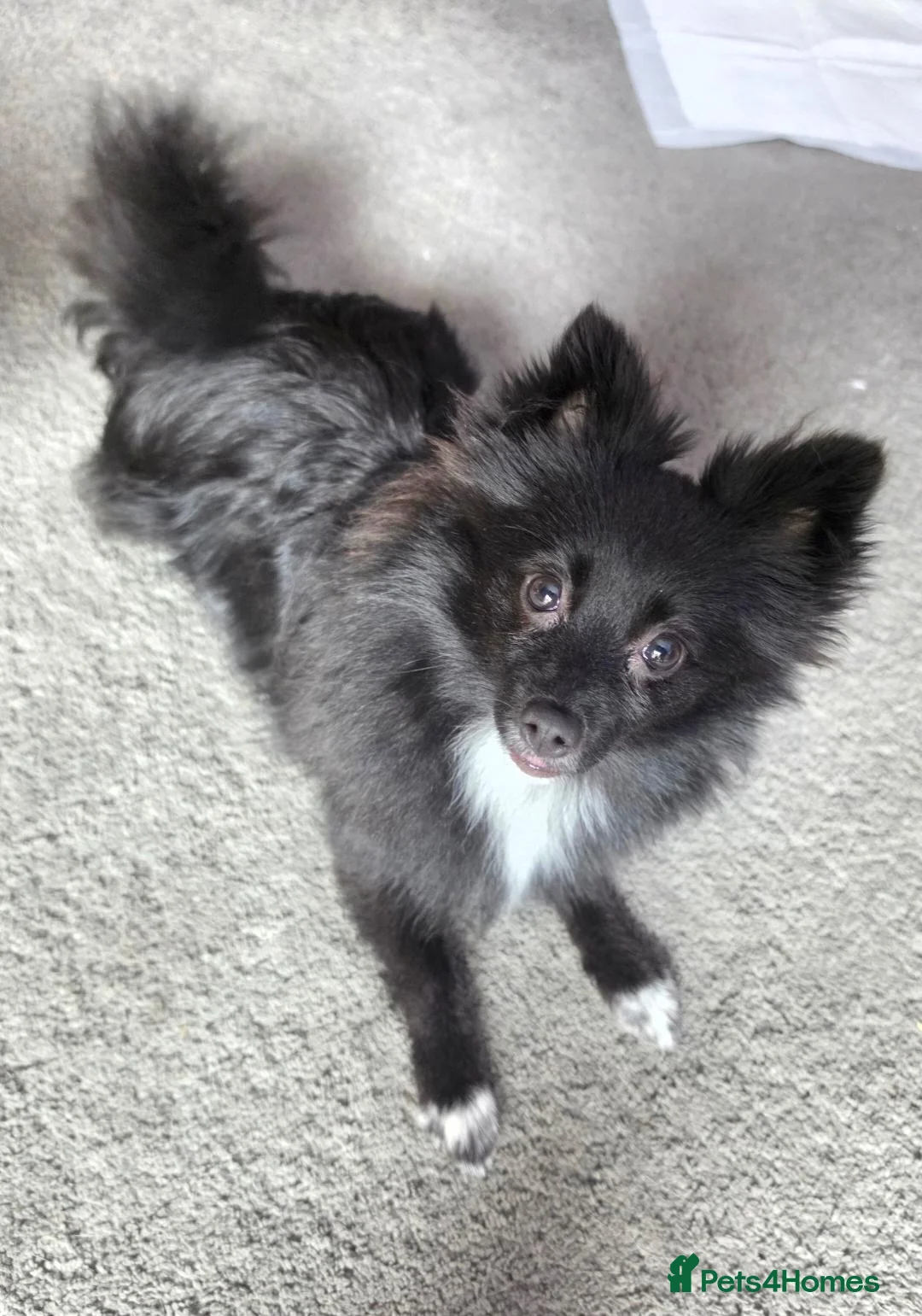 Pomeranian dogs for sale: 8 month old black pomeranian girl - Advert 2