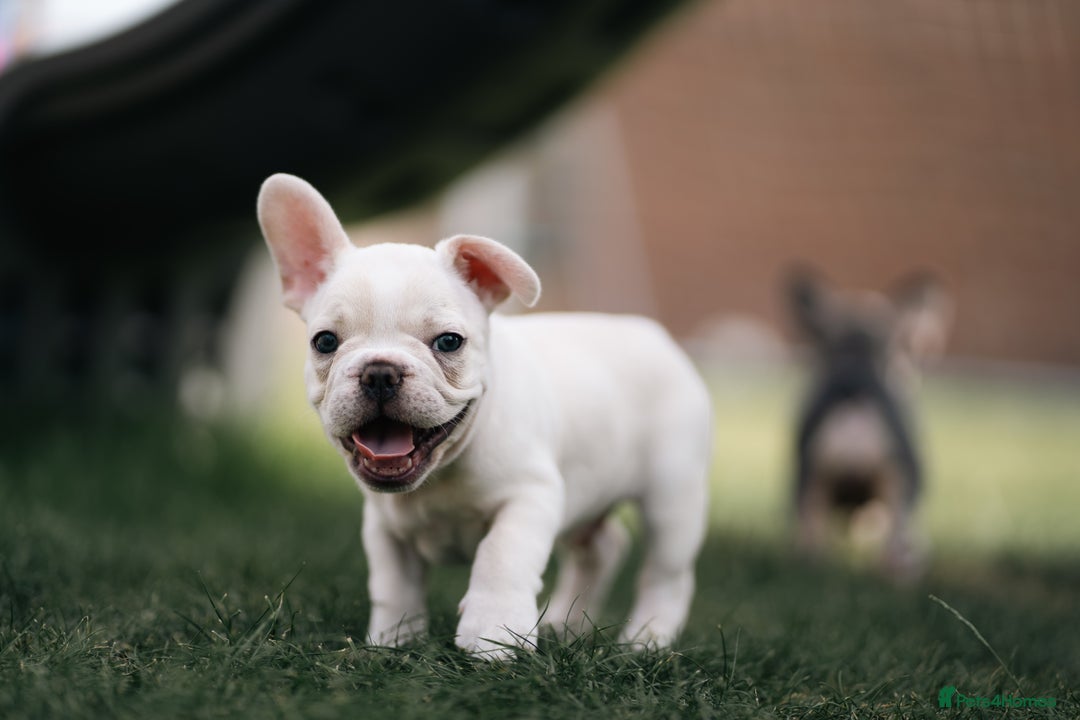 French Bulldog dogs for sale: Ready to go 2 x male French Bulldog KC registered - Image 5
