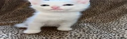 Turkish Angora cats for sale: Turkish Angola white kittens  - Advert 11