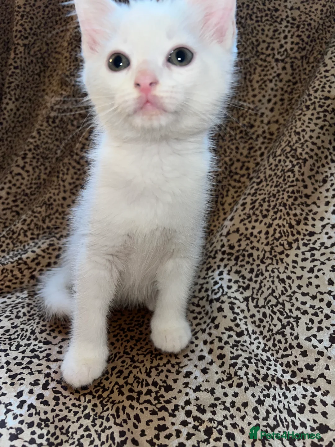 Turkish Angora cats for sale: Turkish Angola white kittens  - Advert 11