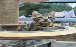 Bengal cats for sale: Gorgeous Pure Bengal Kittens Ready To Go! ❤️ - Image 1