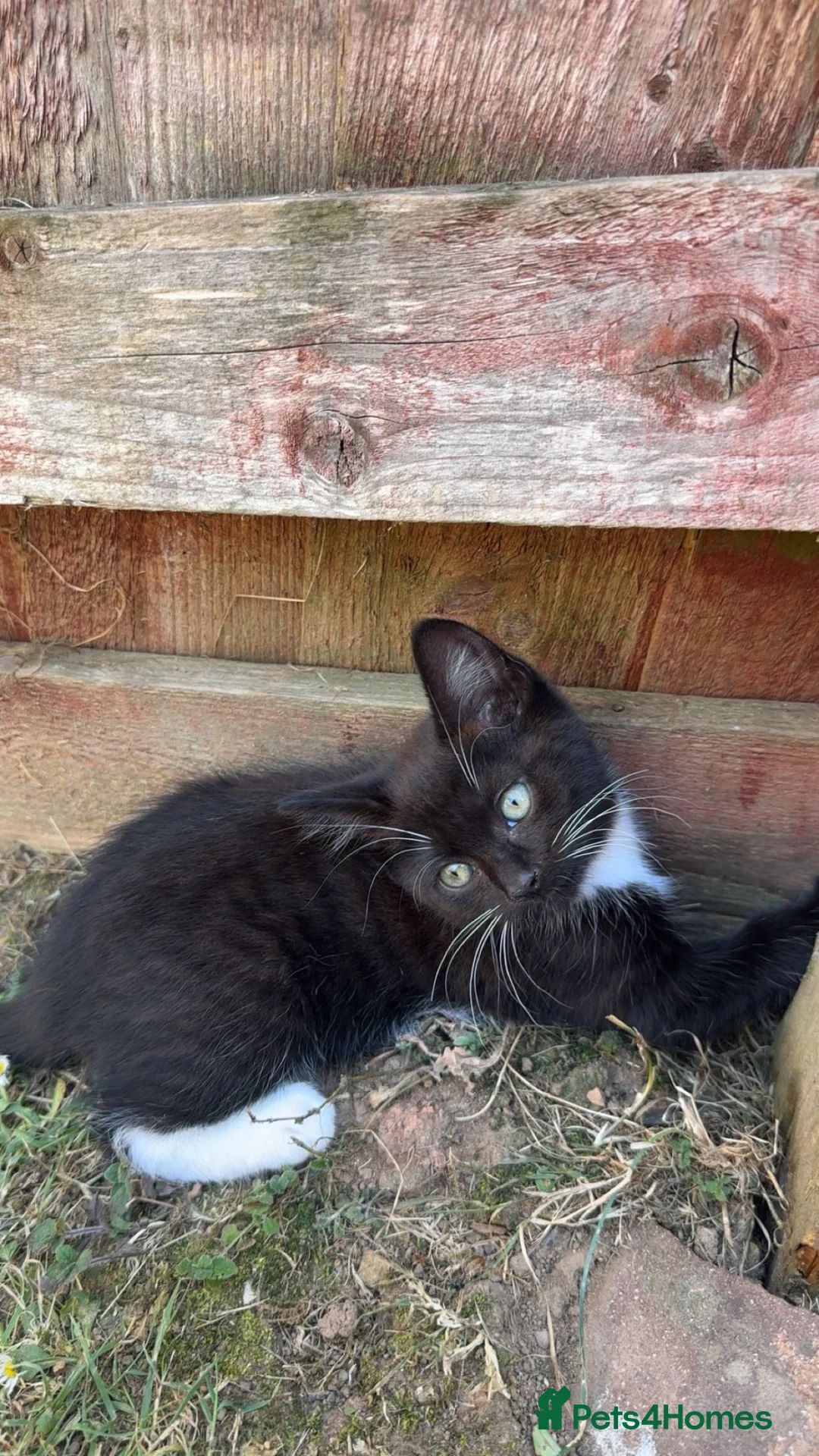 Mixed Breed cats for sale: Beautiful, friendly, playful kittens - Advert 2