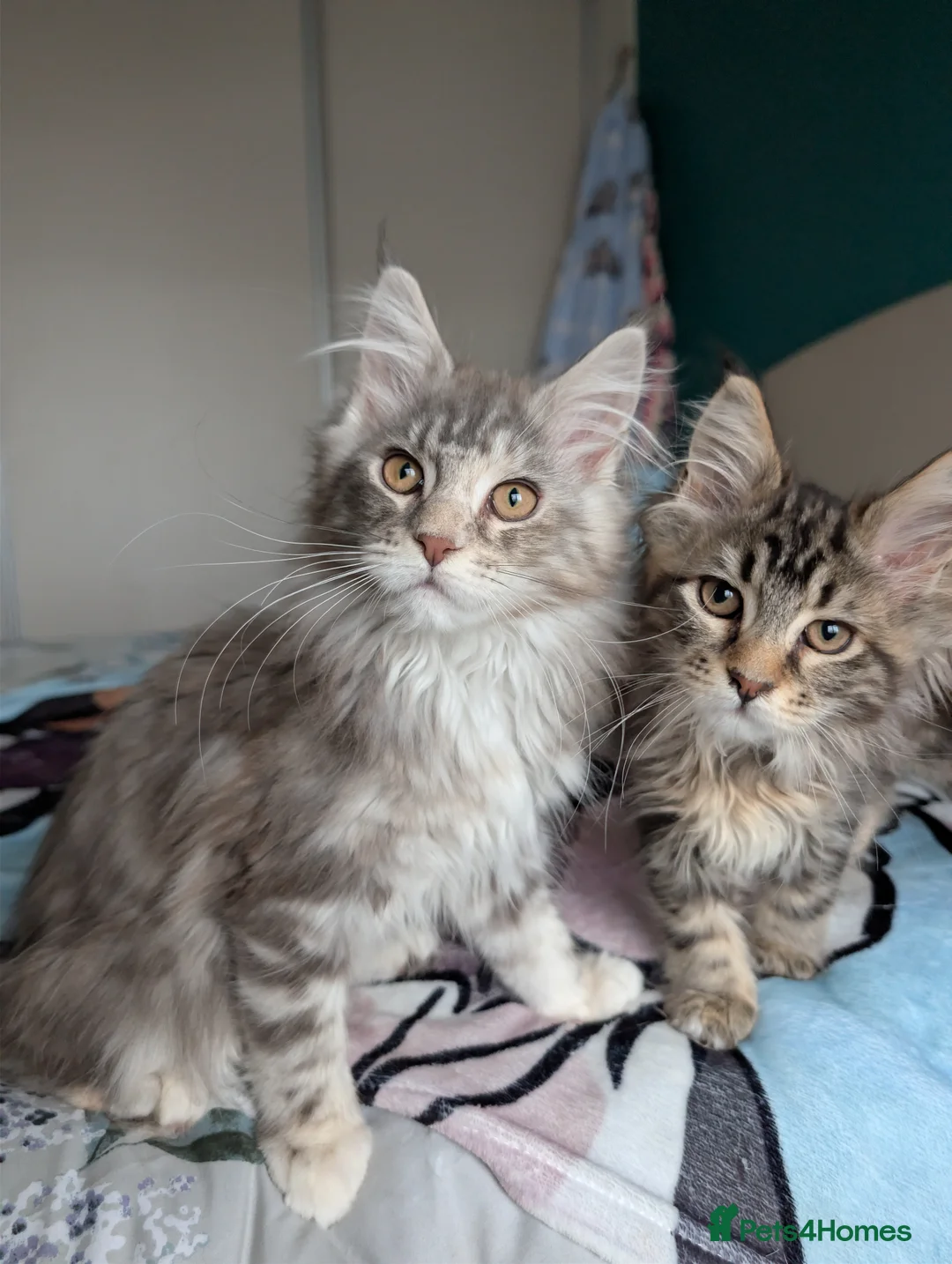 Maine Coon cats for sale: GCCF Maine Coon Kittens  - Advert 12