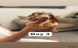 Miniature Dachshund dogs for sale: Stunning baby mini dachshunds  - Image 17
