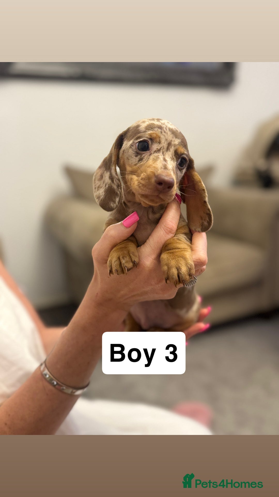 Miniature Dachshund dogs for sale: Stunning baby mini dachshunds  - Image 17