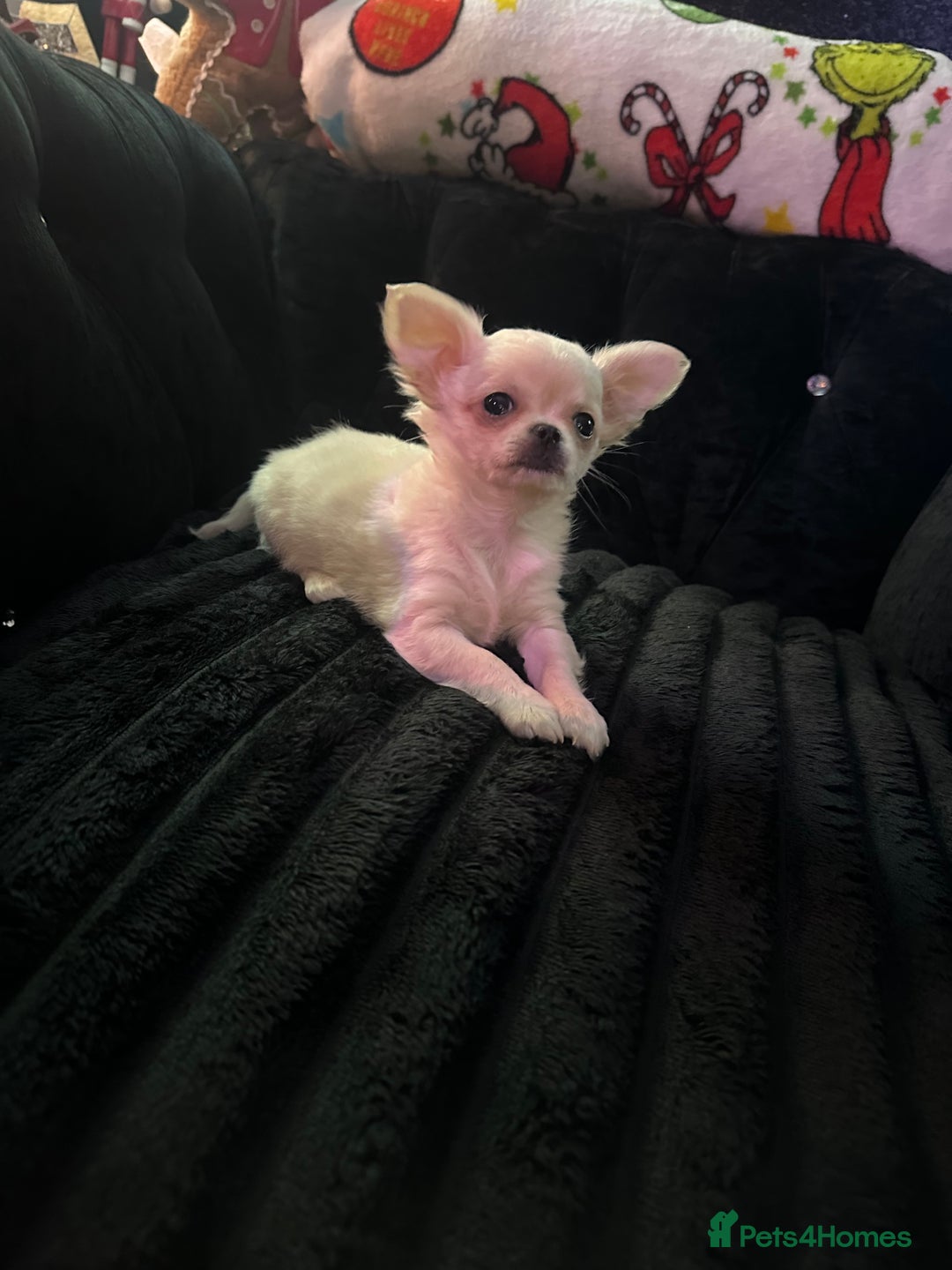 Chihuahua dogs for sale: 3 beautiful chihuahua puppy’s - Advert 2