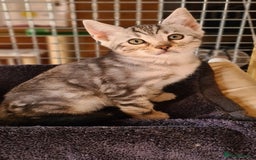 Bengal cats for sale: Female and male Bengal kittens - Advert 16