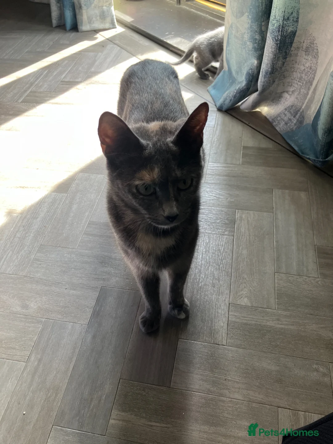 Mixed Breed cats for sale: 3 kittens  in Milton Keynes - Advert 1