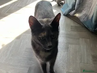 Mixed Breed cats 3 kittens - Advert 1