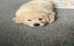 Golden Retriever dogs for sale: Golden retriever puppies  - Image 5