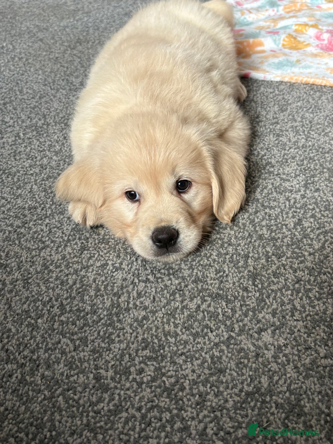 Golden Retriever dogs for sale: Golden retriever puppies  - Image 5