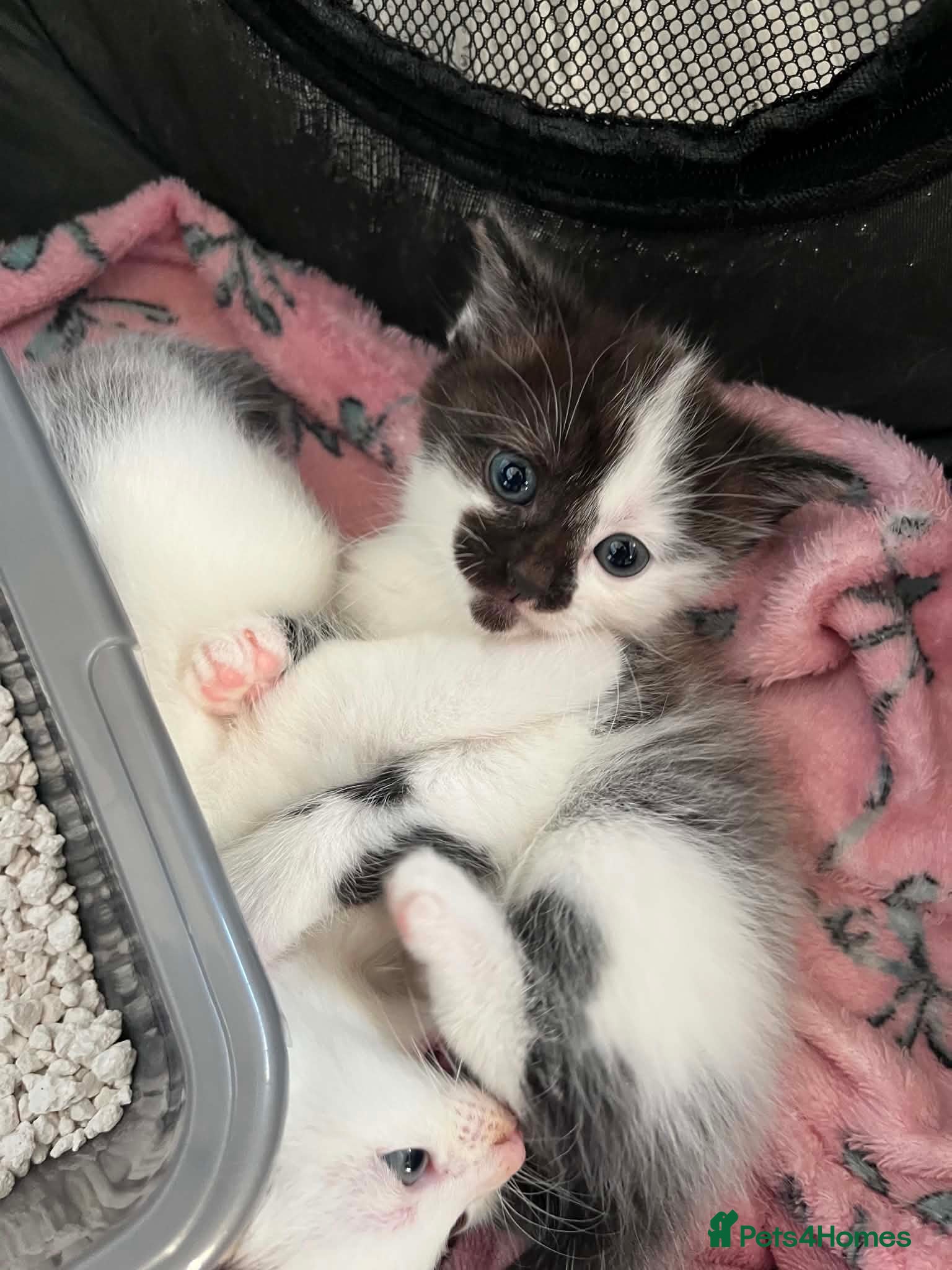 Mixed Breed cats ready now beautifull kittens - Advert 15