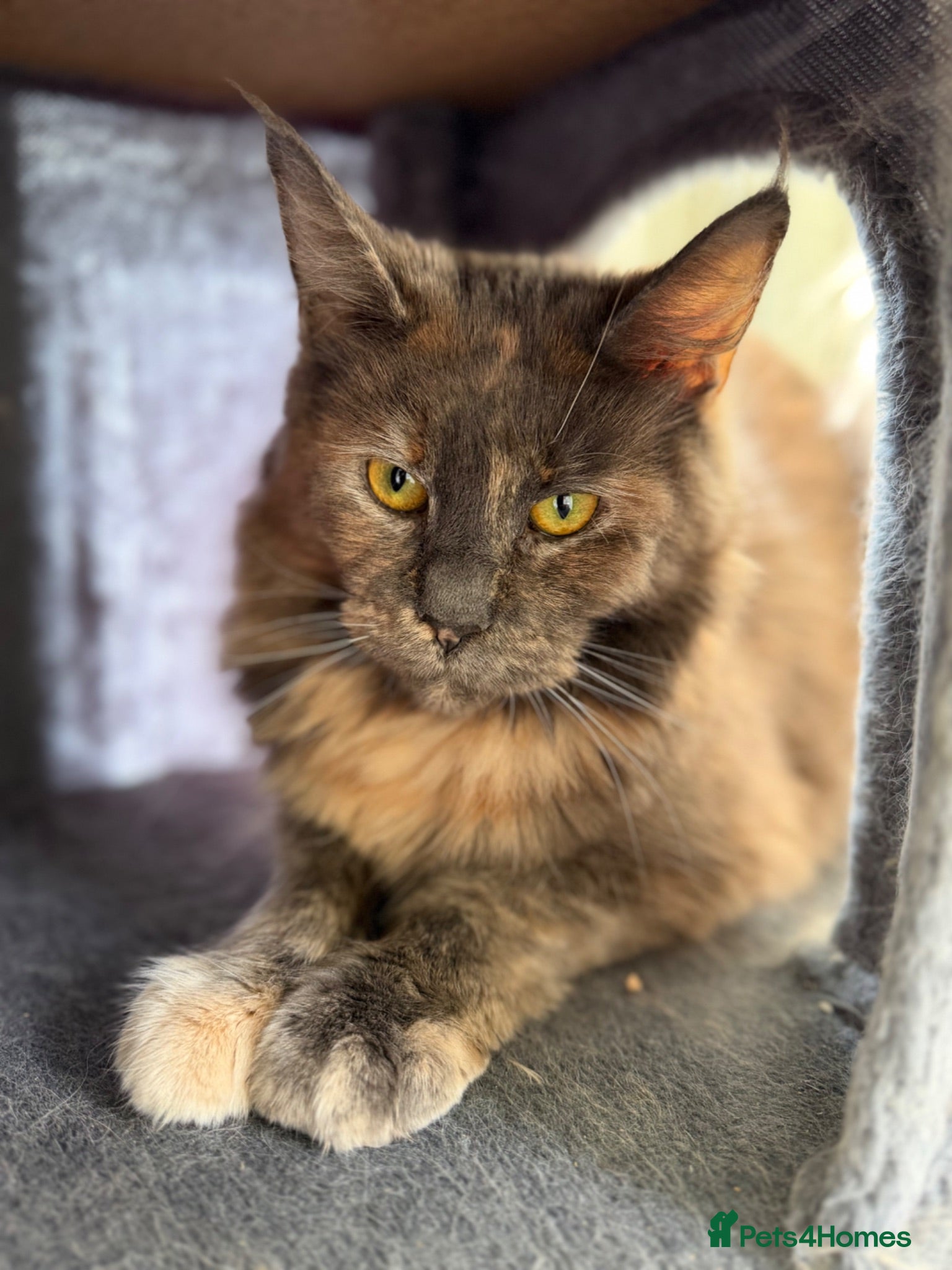 Maine Coon cats GCCF Active Maine Coon Queen , DNA Clear!  🏆  - Advert 14