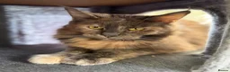 Maine Coon cats for sale: 2 X Active Male and Female Pedigree Maine Coon.  - Advert 2