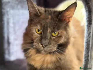 Maine Coon cats GCCF Active Maine Coon Queen , DNA Clear! 🏆 - Advert 14