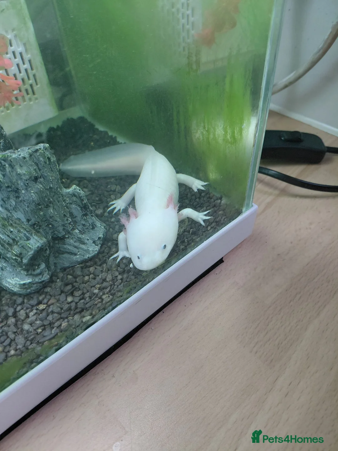 Hatchet Fish fish for sale: Aoxil ottel in Cannock - Advert 2