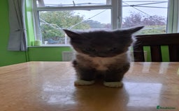 Mixed Breed cats for sale: 2 Male 8 week old kittens  - Image 7