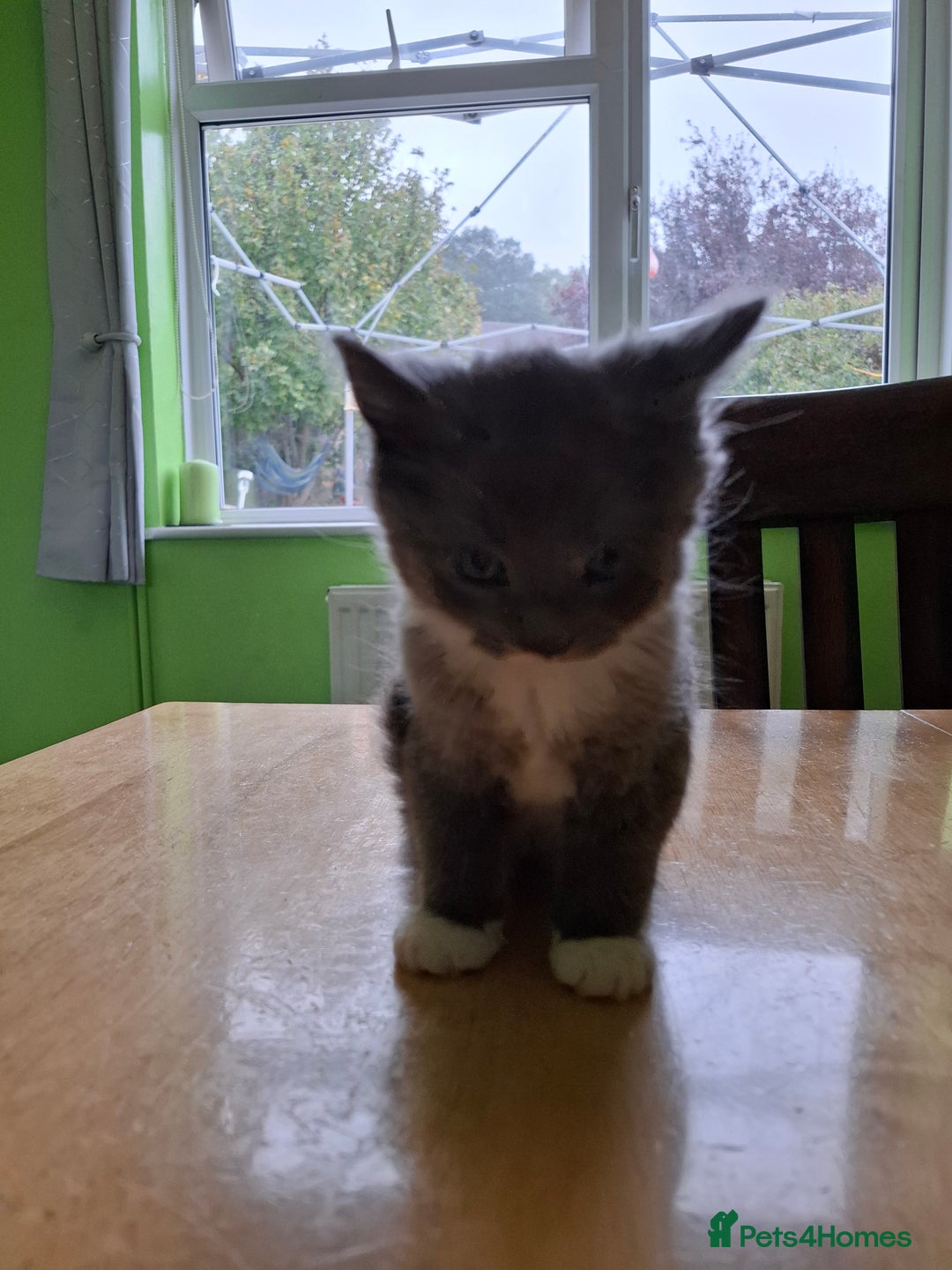Mixed Breed cats for sale: 2 Male 8 week old kittens  - Image 7