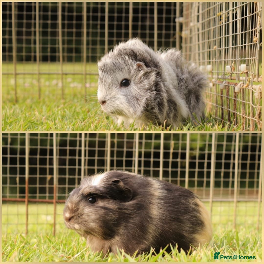 Guinea Pig rodents Baby Guinea Pigs for sale - Advert 1