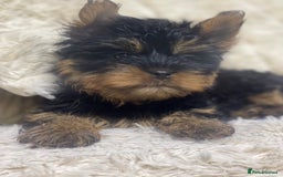 Yorkshire Terrier dogs for sale: FLUFFY BOY🐶READY! in Sheffield - Image 7