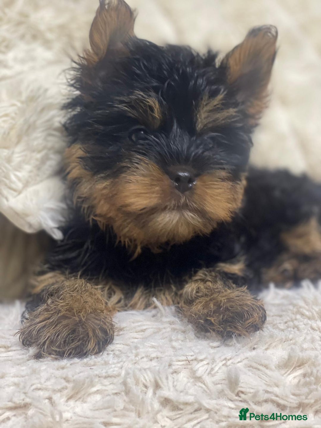 Yorkshire Terrier dogs for sale: FLUFFY BOY🐶READY! in Sheffield - Image 7