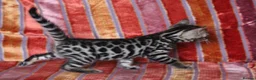 Bengal cats for sale: Outstanding Bengal kittens , European champion dad - Advert 9
