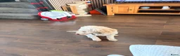 Miniature Poodle dogs for sale: 8yr Old Male KC registered miniature poodle in Stoke-on-Trent - Advert 4