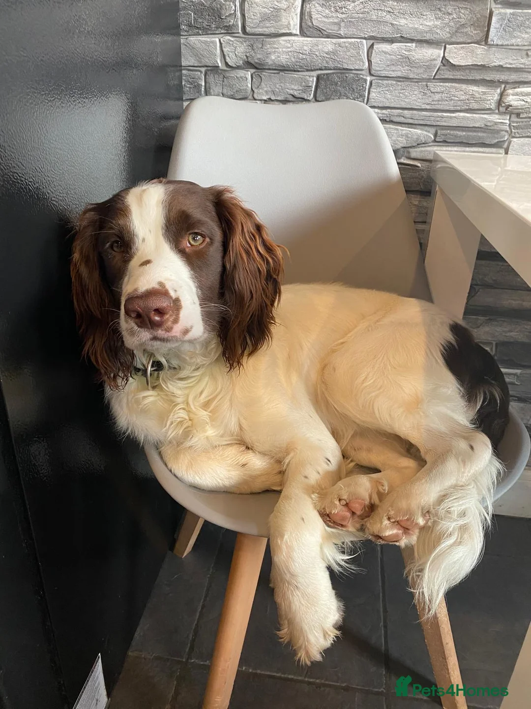 English Springer Spaniel dogs for sale: Springer spaniel - Advert 3