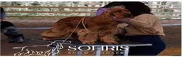 Cocker Spaniel dogs for sale: show quality gold boy ready now! - Advert 9