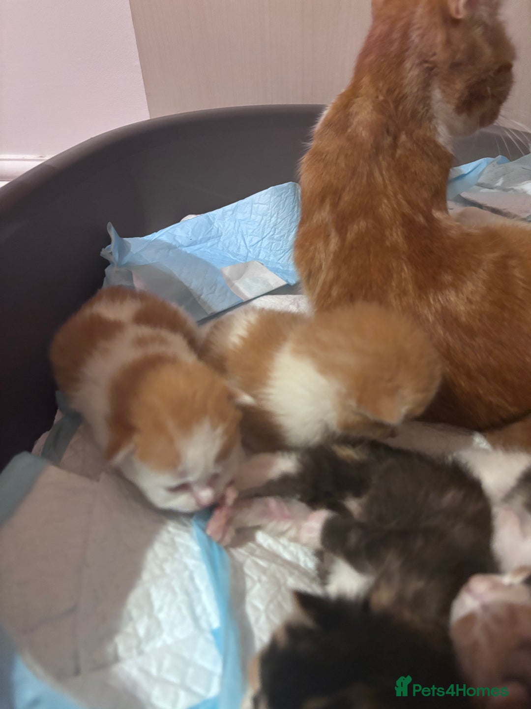 Domestic Shorthair cats for sale: 5 Gorgeous Kittens -  ready on the 7th January  - Advert 6