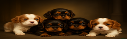 Cavalier King Charles Spaniel dogs for sale: Chocolate Kc reg cavalier King Charles - Advert 3