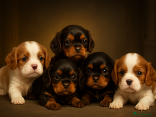 Cavalier King Charles Spaniel dogs Chocolate Kc reg cavalier King Charles - Advert 5