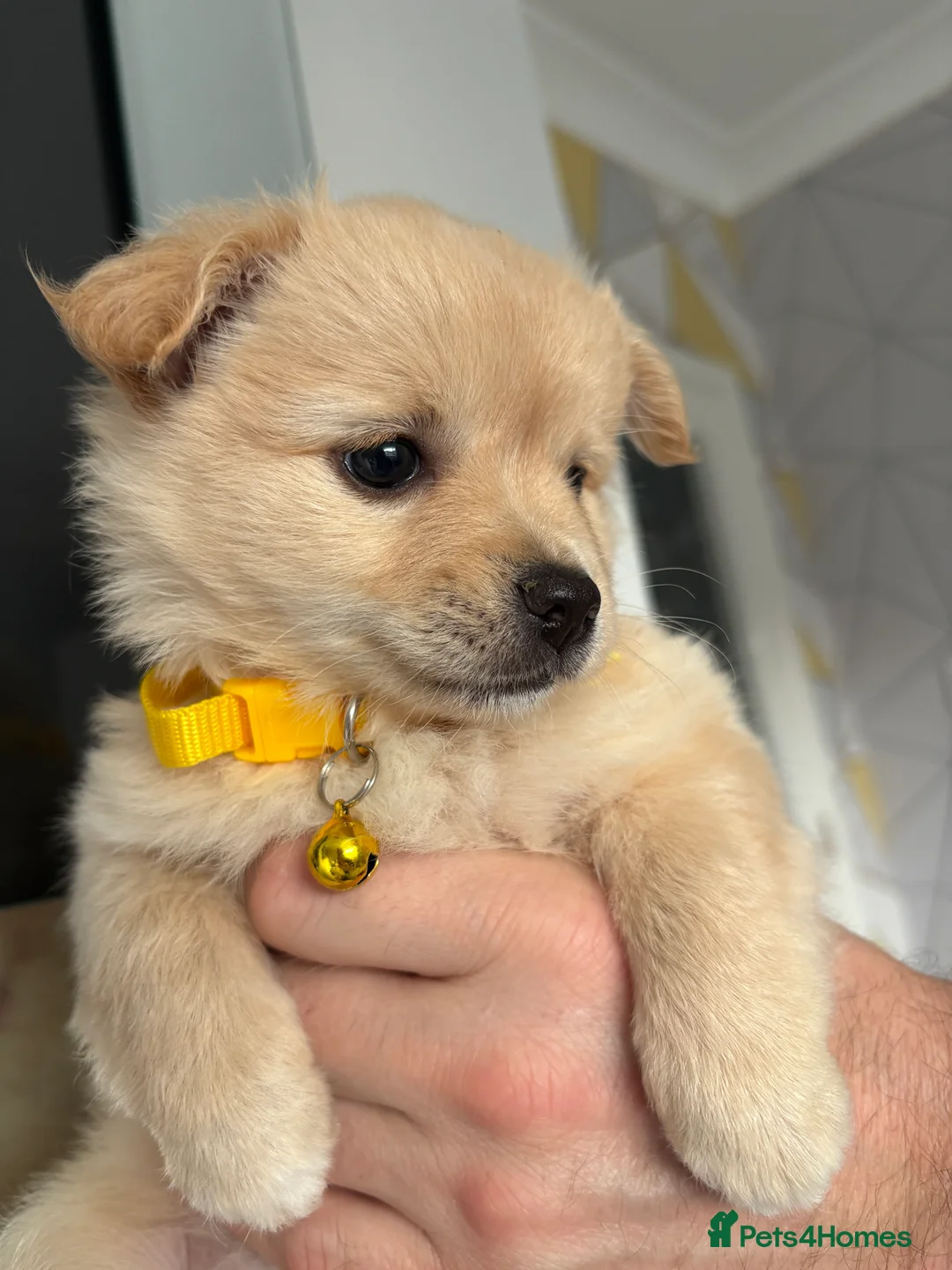 Mixed Breed dogs for sale: Italian volpino x deer head chihuahua puppies  - Advert 14