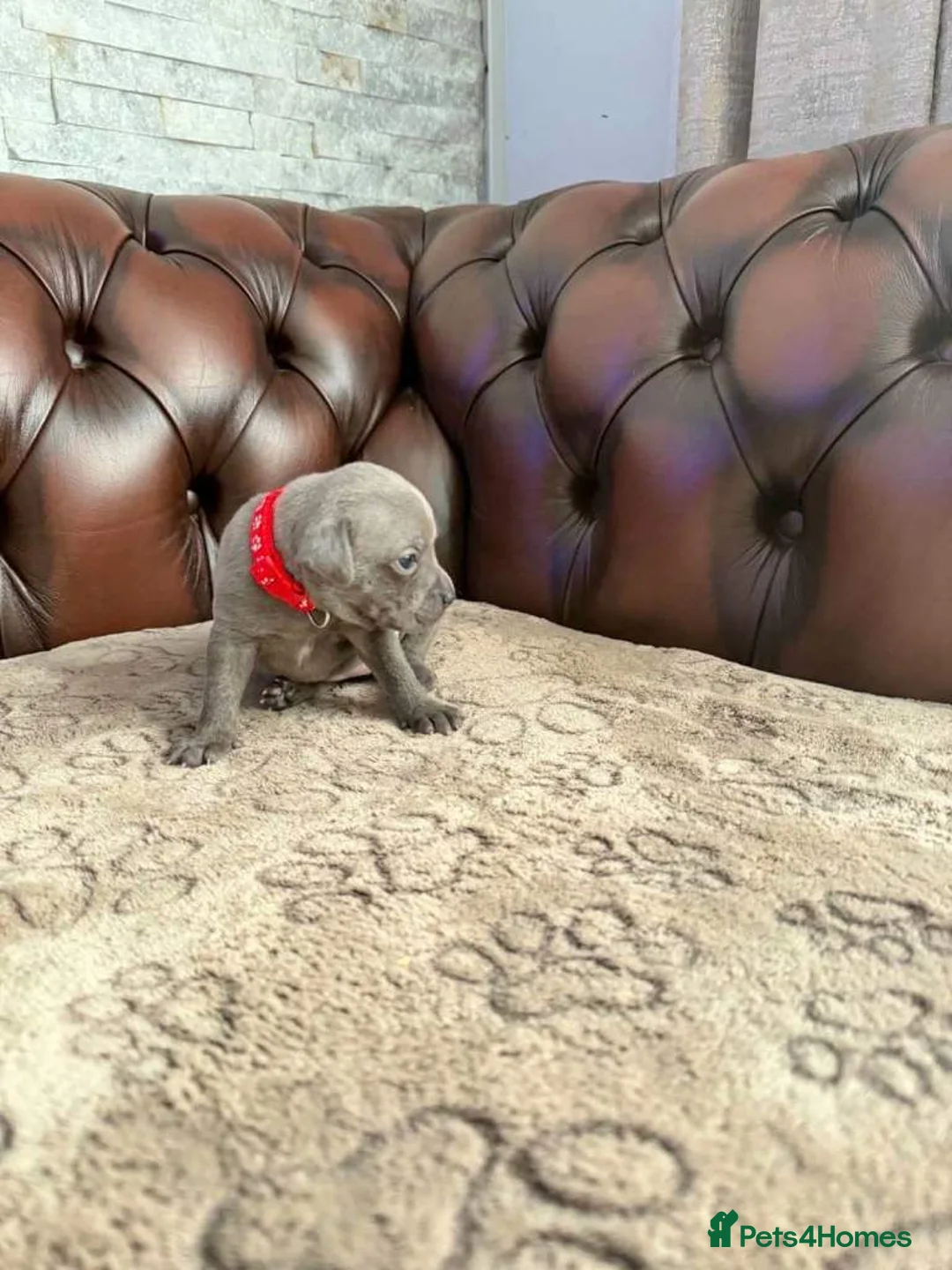 Staffordshire Bull Terrier dogs for sale: Staffordshire Bull Terrier puppies for sale in London - Advert 5