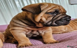 Shar Pei dogs for sale: Shar Pei puppies (READY TO GO NOW) - Image 12