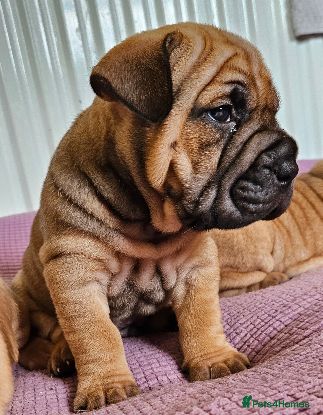 Shar Pei dogs for sale: Shar Pei puppies (READY TO GO NOW) - Image 12