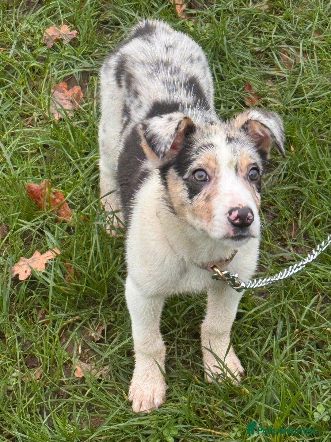 Border Collie dogs for sale: Blue Merle Border Collie - Advert 3