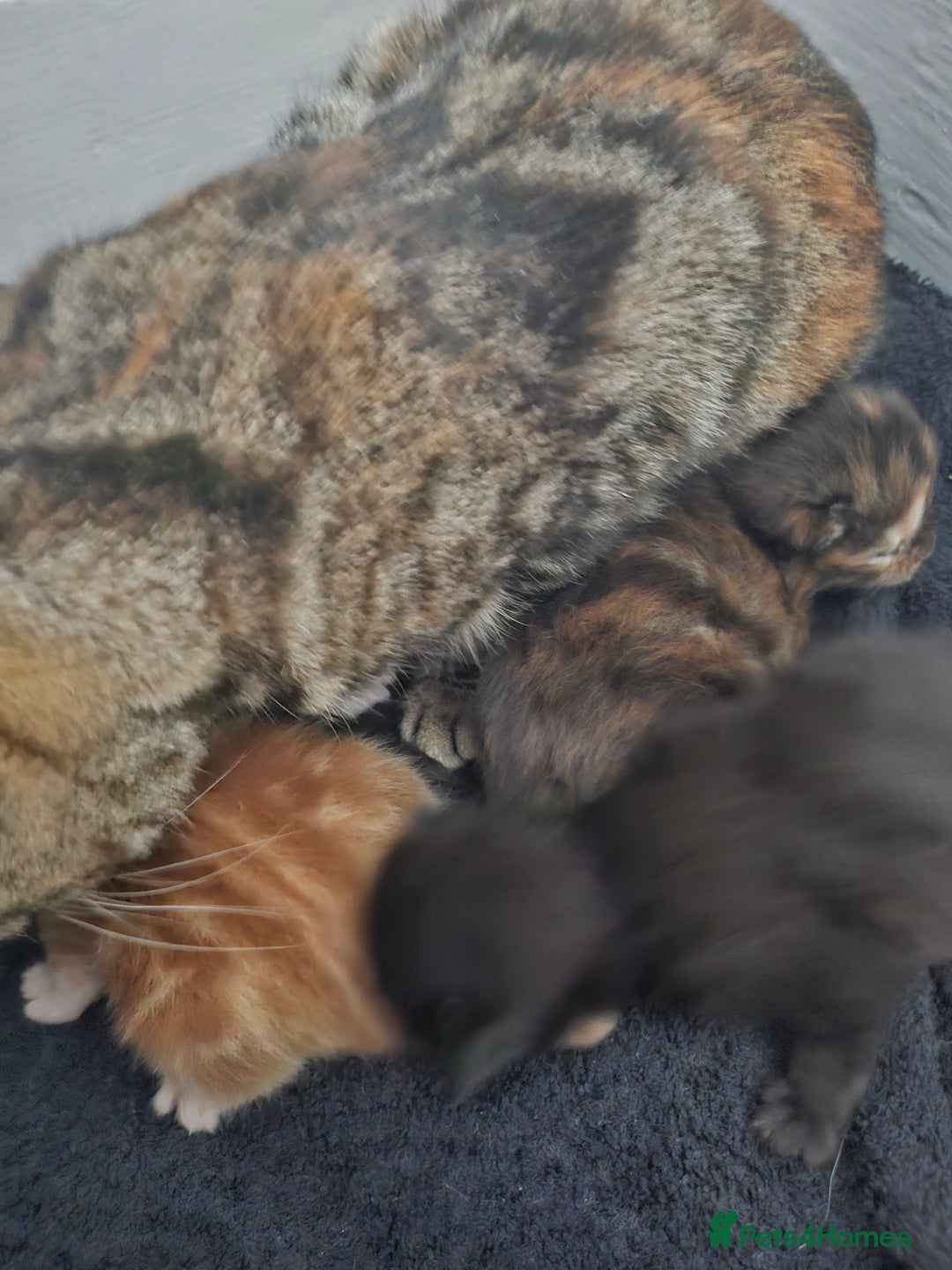 Mixed Breed cats for sale: Georous ginger female tabbies, grey tabby, torties - Advert 18