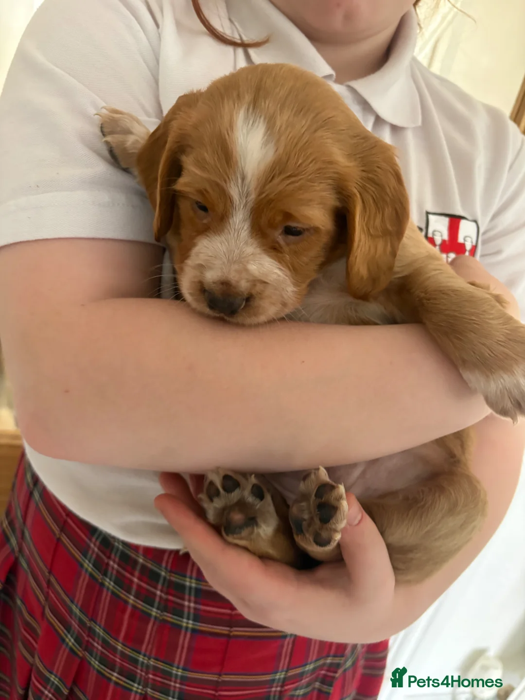 Cocker Spaniel dogs for sale: Cocker spaniel 1 bitch left - Advert 8