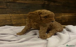 Cockapoo dogs for sale: Cockapoo F1B puppies - Advert 5