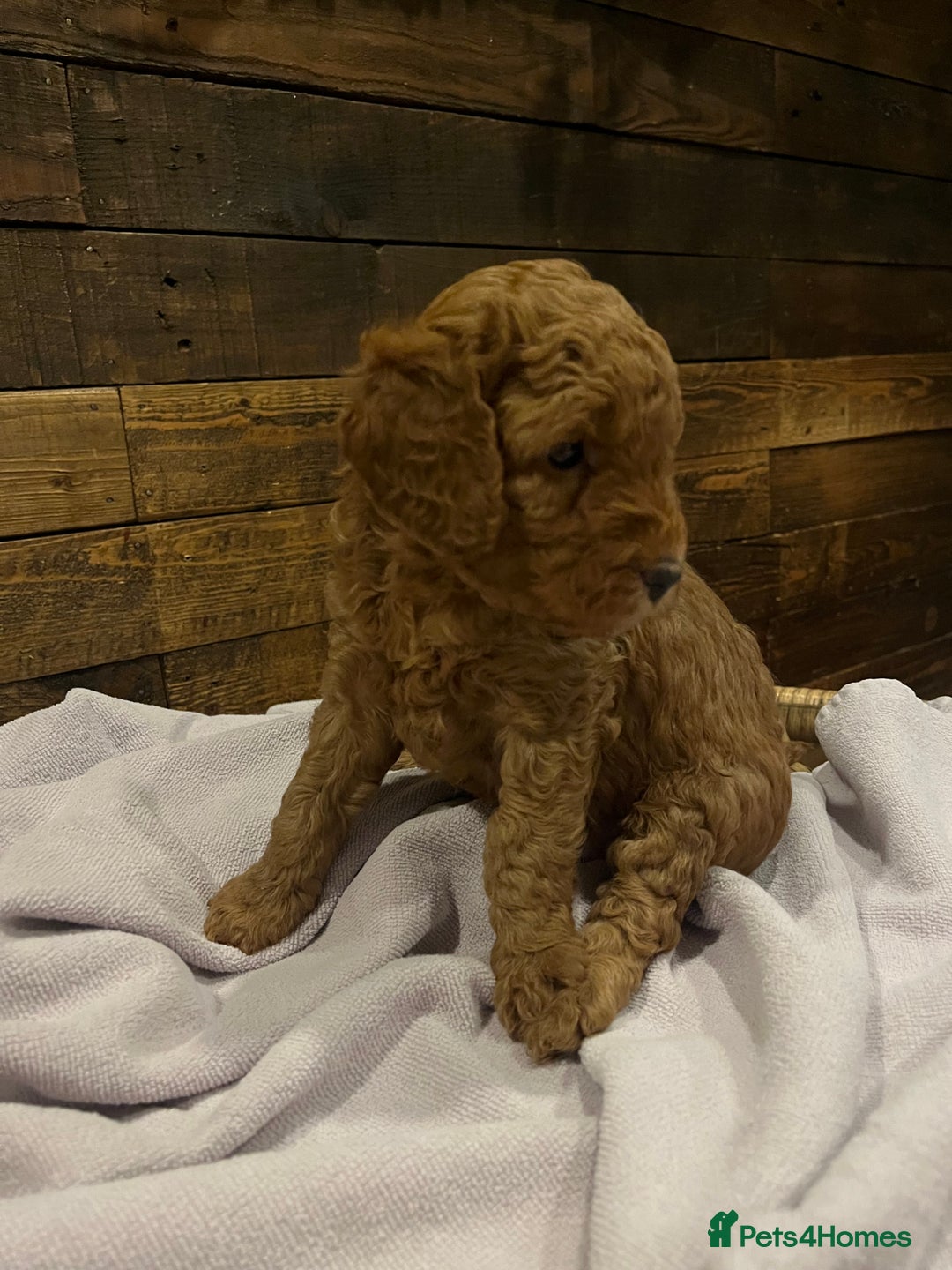 Cockapoo dogs for sale: Cockapoo F1B puppies - Advert 5