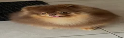 Pomeranian dogs for stud: True-Breed Chocolate and Tan Pomeranian  - Advert 3