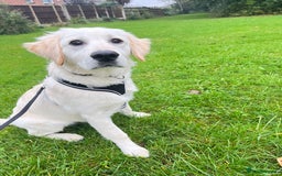 Golden Retriever dogs for sale: Golden retriever 17 month old - Image 7