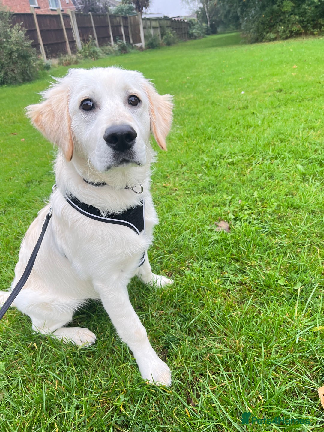Golden Retriever dogs for sale: Golden retriever 17 month old - Image 7