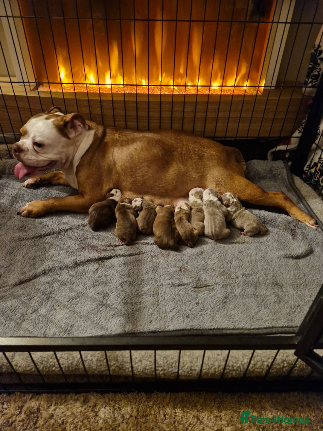 Mixed Breed dogs for sale: 3/4 English bulldog 1/4 American bulldog  - Advert 1